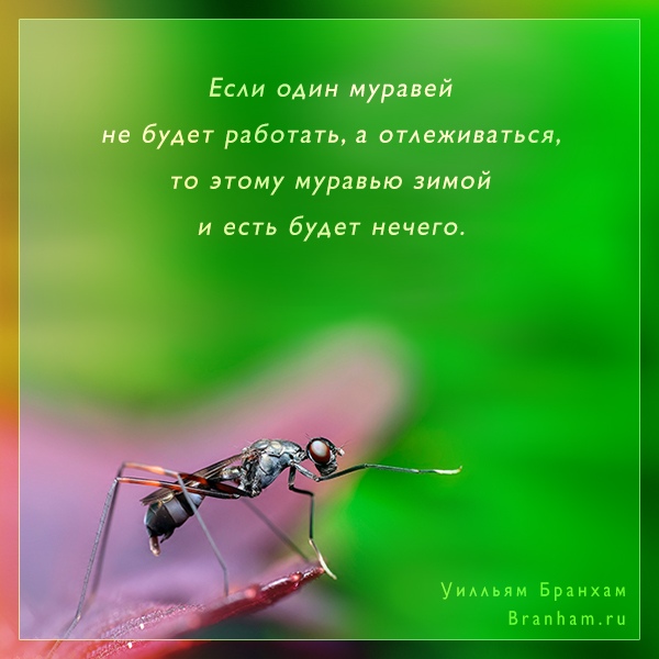 Картинка цитаты